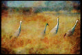 Wild Birds 008057 Sandhill Cranes In Field A4 Limited Edition Watercolour Print