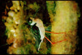 Wild Birds 008058 Black necked Stilt A4 Limited Edition Watercolour Print