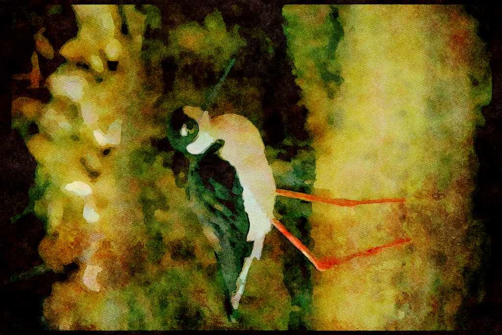 Wild Birds 008058 Black necked Stilt A4 Limited Edition Watercolour Print