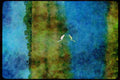 Wild Birds 008059 Egret In Marsh A4 Limited Edition Watercolour Print