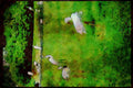 Wild Birds 008061 Flamingo And Egrets A4 Limited Edition Watercolour Print