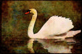 Wild Birds 008068 Mute Swan On Lake A4 Limited Edition Watercolour Print