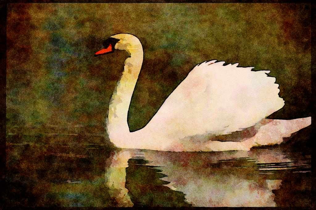 Wild Birds 008068 Mute Swan On Lake A4 Limited Edition Watercolour Print