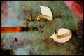 Wild Birds 008069 Mute Swans And Ducks A4 Limited Edition Watercolour Print