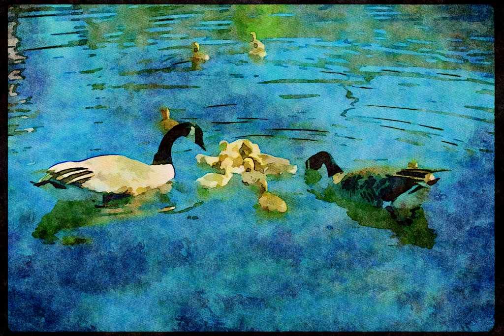 Wild Birds 008071 Canada Geese And Goslings Swimming A4 Limited Edition Watercolour Print