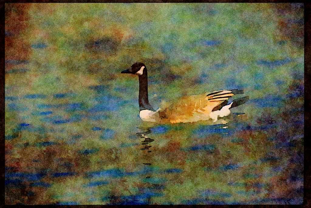 Wild Birds 008072 Canada Goose Swimming A4 Limited Edition Watercolour Print