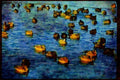 Wild Birds 008075 Widgeons And Scoters Swimming A4 Limited Edition Watercolour Print