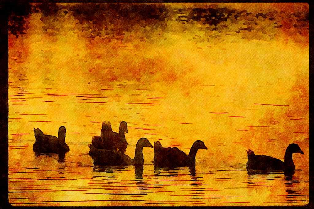 Wild Birds 008076 Geese Silhouetted On Water A4 Limited Edition Watercolour Print