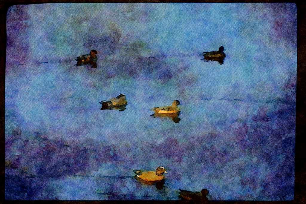 Wild Birds 008077 American Widgeons A4 Limited Edition Watercolour Print
