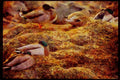 Wild Birds 008078 Mallard Ducks Sleeping A4 Limited Edition Watercolour Print