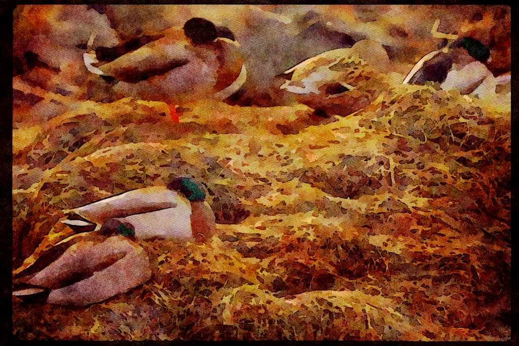 Wild Birds 008078 Mallard Ducks Sleeping A4 Limited Edition Watercolour Print