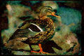 Wild Birds 008079 Female Mallard A4 Limited Edition Watercolour Print