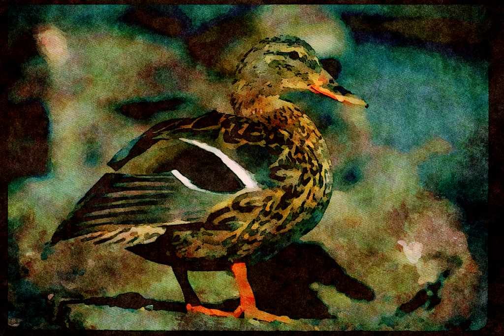 Wild Birds 008079 Female Mallard A4 Limited Edition Watercolour Print