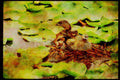 Wild Birds 008080 Pied billed Grebe Family On Lily Pads A4 Limited Edition Watercolour Print