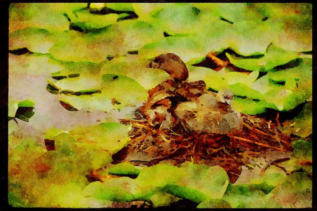 Wild Birds 008080 Pied billed Grebe Family On Lily Pads A4 Limited Edition Watercolour Print