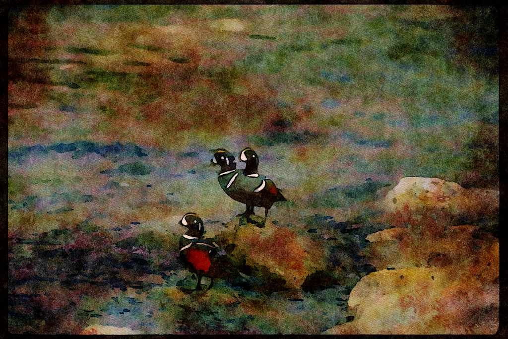 Wild Birds 008081 Harlequin Ducks On Rocky Shore A4 Limited Edition Watercolour Print