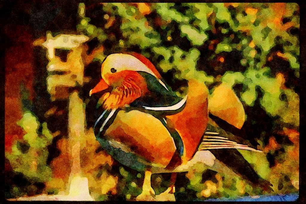 Wild Birds 008082 Mandarin Duck A4 Limited Edition Watercolour Print