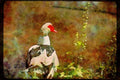 Wild Birds 008083 Mixed Black And White Goose A4 Limited Edition Watercolour Print