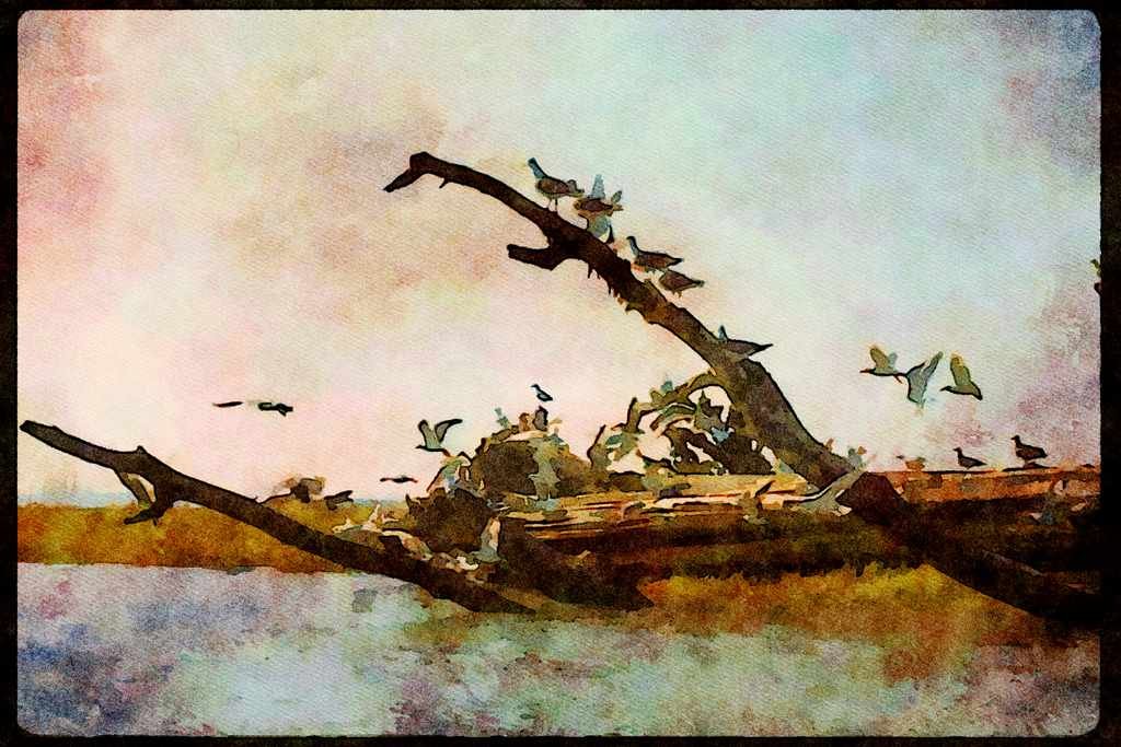 Wild Birds 008085 Seagulls On Driftwood A4 Limited Edition Watercolour Print