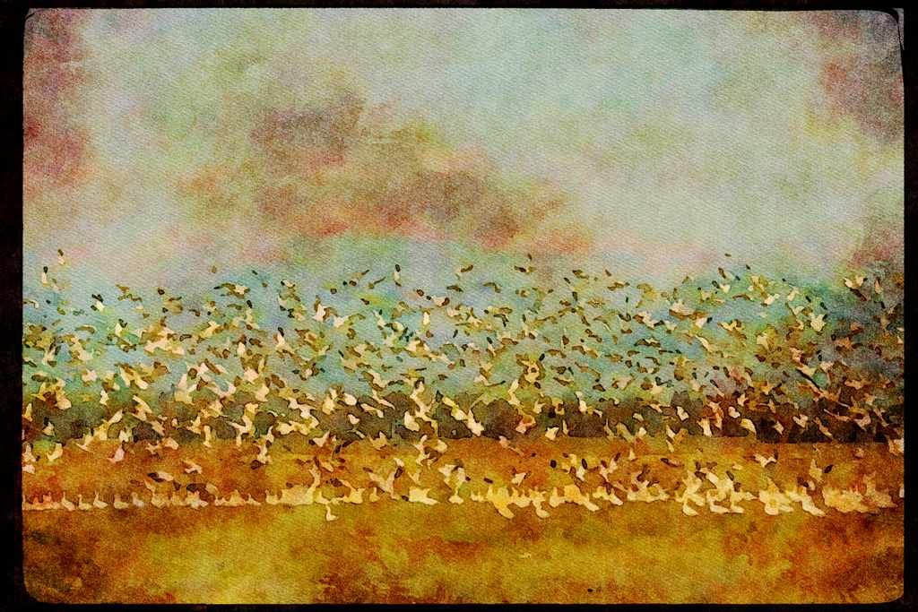 Wild Birds 008086 Large Flock Of Geese Landing A4 Limited Edition Watercolour Print