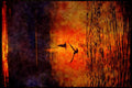 Wild Birds 008087 Two Seagulls Silhouetted Over Water A4 Limited Edition Watercolour Print