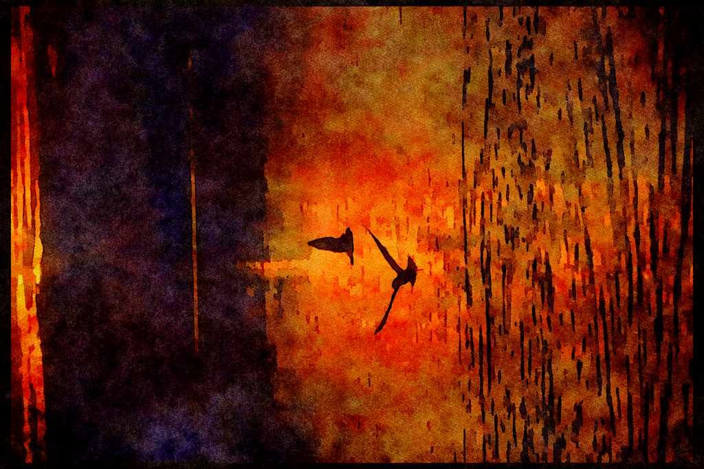 Wild Birds 008087 Two Seagulls Silhouetted Over Water A4 Limited Edition Watercolour Print