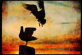 Wild Birds 008088 Two Seagulls Silhouetted On Piling A4 Limited Edition Watercolour Print