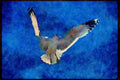 Wild Birds 008091 Seagulls Hovering Overhead A4 Limited Edition Watercolour Print