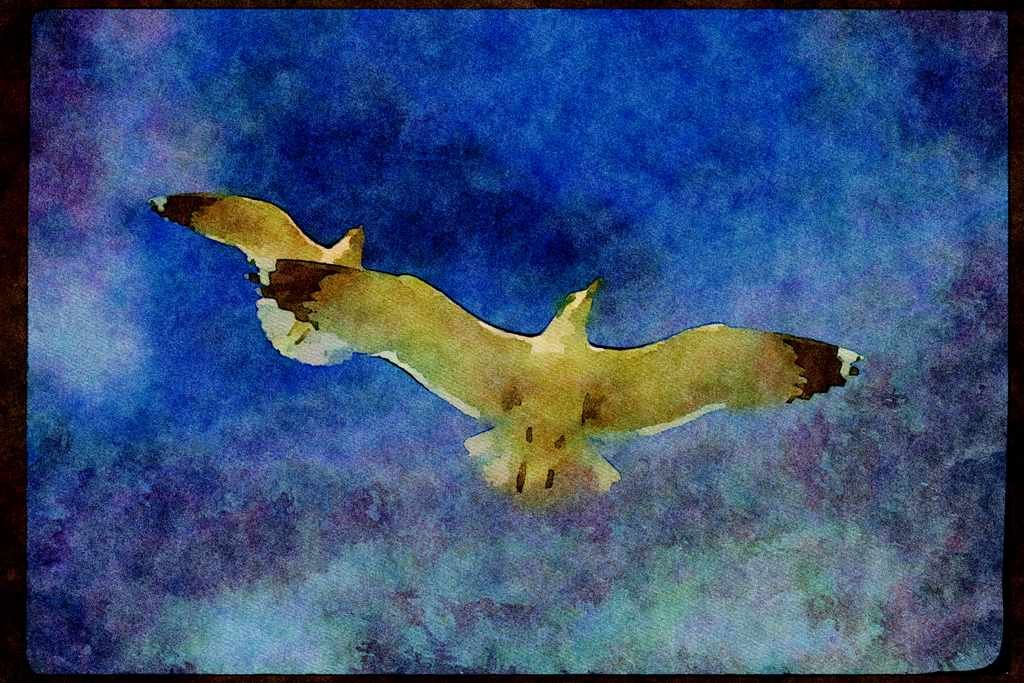 Wild Birds 008092 Seagulls In Flight, From Below A4 Limited Edition Watercolour Print