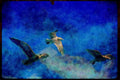 Wild Birds 008093 Three Seagulls In Flight A4 Limited Edition Watercolour Print