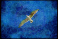 Wild Birds 008094 Single Soaring Seagull A4 Limited Edition Watercolour Print