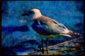 Wild Birds 008097 Seagull On Dock A4 Limited Edition Watercolour Print