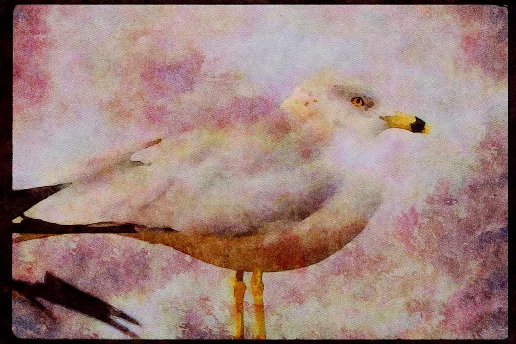 Wild Birds 008098 Young Ring billed Gull Close Up A4 Limited Edition Watercolour Print