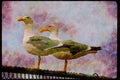 Wild Birds 008099 Two Seagulls On Fence A4 Limited Edition Watercolour Print