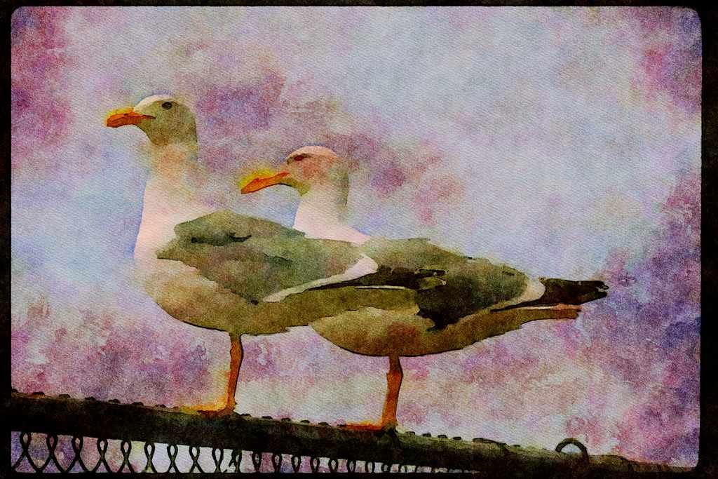 Wild Birds 008099 Two Seagulls On Fence A4 Limited Edition Watercolour Print