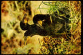 Wild Birds 008100 Double Crested Cormorant Chicks In Nest A4 Limited Edition Watercolour Print