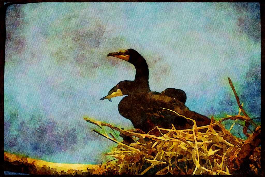 Wild Birds 008101 Double Crested Cormorant Chicks A4 Limited Edition Watercolour Print