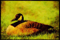 Wild Birds 008103 Canada Goose A4 Limited Edition Watercolour Print