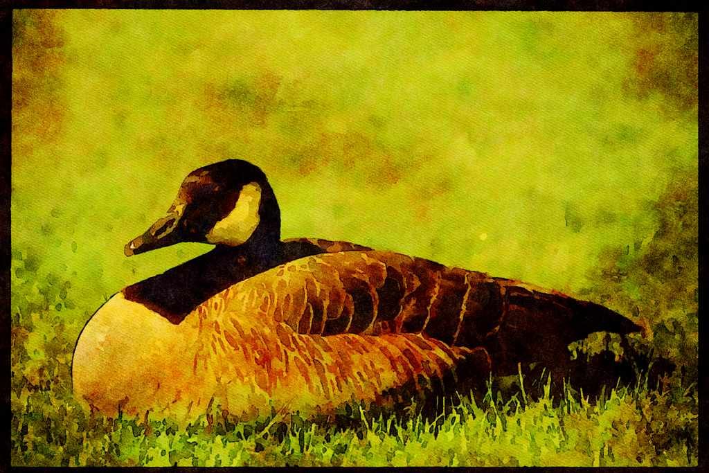 Wild Birds 008103 Canada Goose A4 Limited Edition Watercolour Print