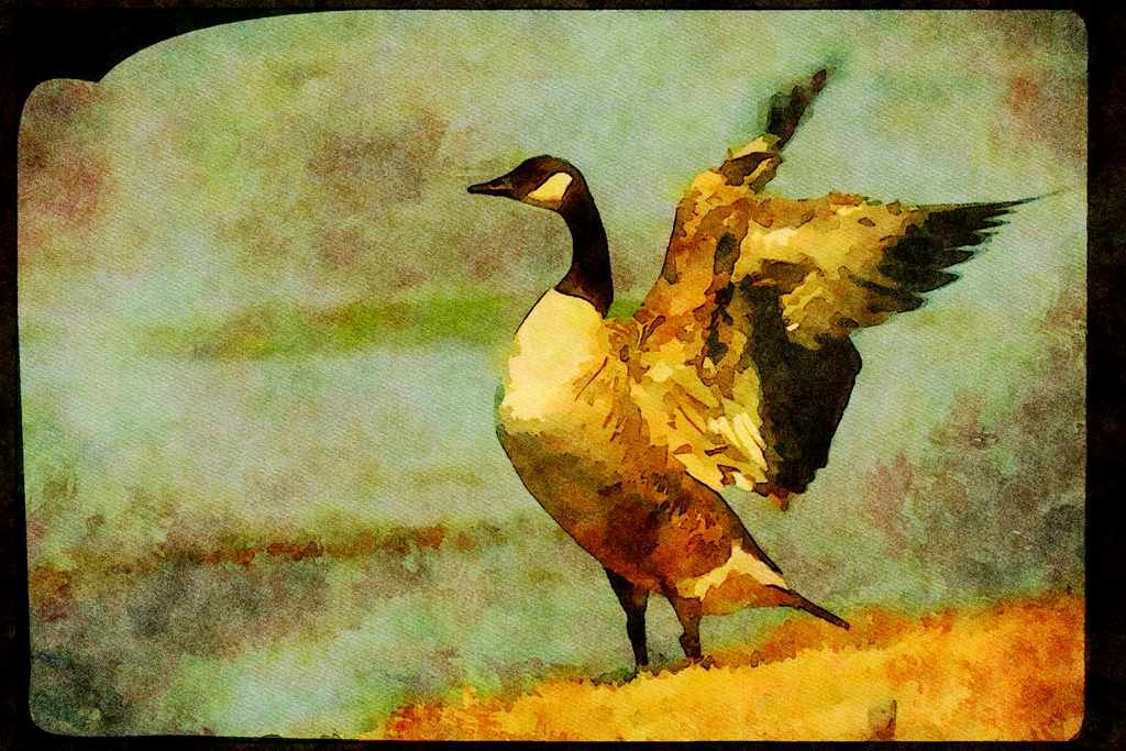 Wild Birds 008104 Canada Goose A4 Limited Edition Watercolour Print