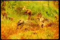 Wild Birds 008105 Canada Goslings A4 Limited Edition Watercolour Print