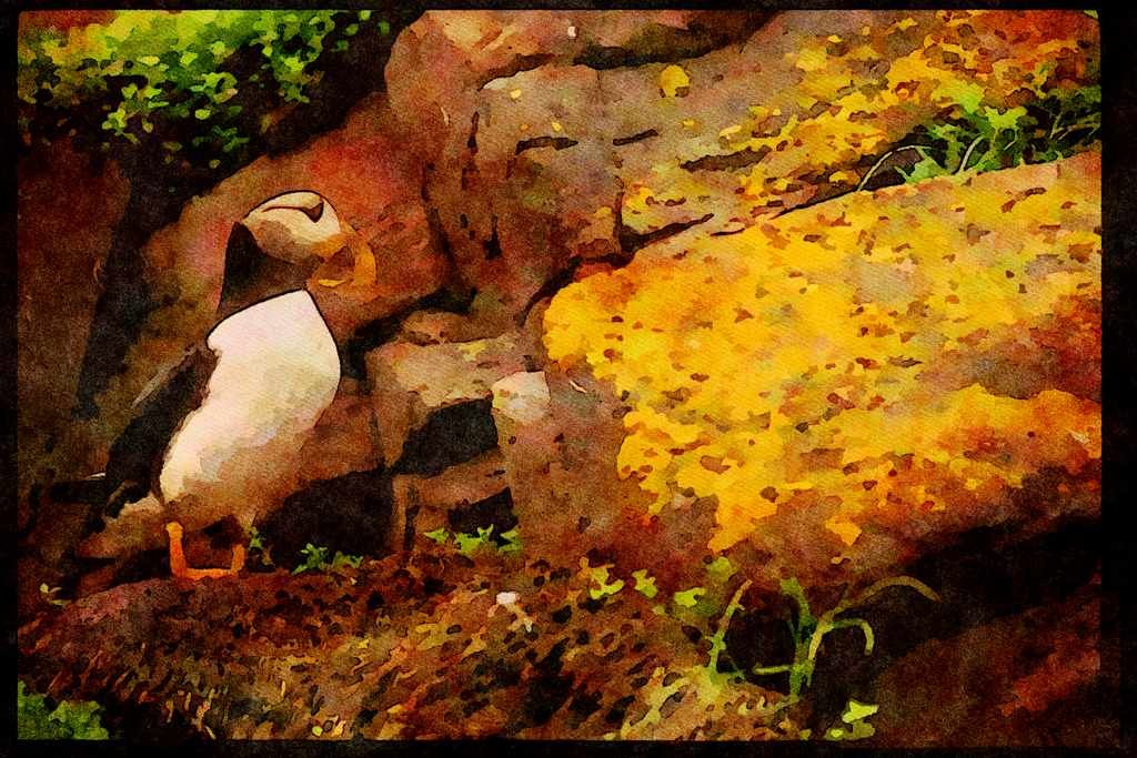 Wild Birds 008106 Atlantic Puffin A4 Limited Edition Watercolour Print