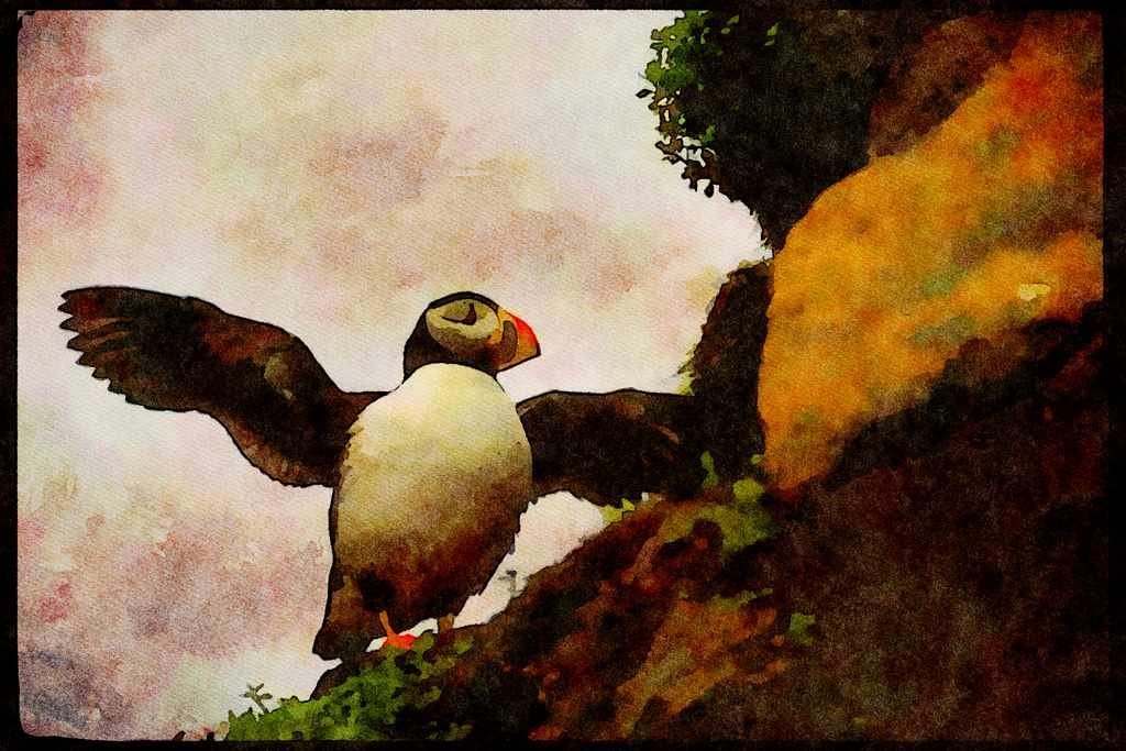 Wild Birds 008107 Atlantic Puffin A4 Limited Edition Watercolour Print