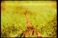 Wild Birds 008108 American Bittern A4 Limited Edition Watercolour Print