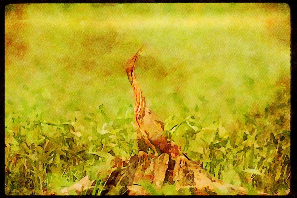 Wild Birds 008108 American Bittern A4 Limited Edition Watercolour Print