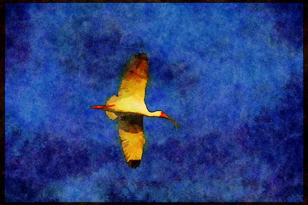 Wild Birds 008109 White Ibis In Flight A4 Limited Edition Watercolour Print