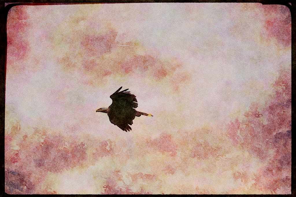 Wild Birds 008110 Bald Eagle In Flight A4 Limited Edition Watercolour Print