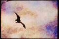 Wild Birds 008111 Bald Eagle In Flight A4 Limited Edition Watercolour Print