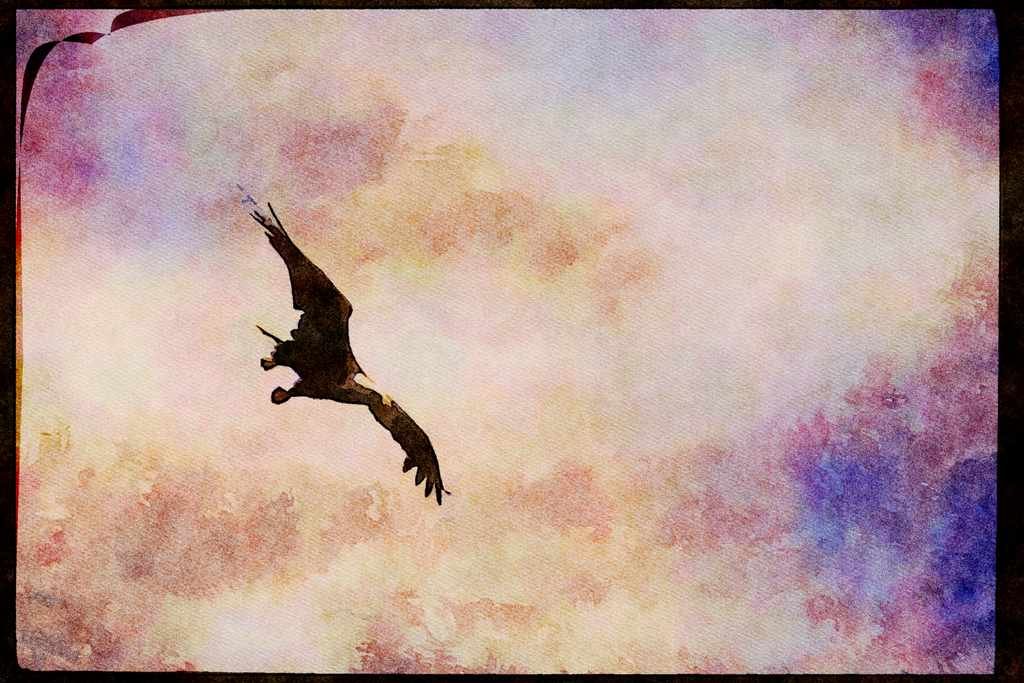 Wild Birds 008111 Bald Eagle In Flight A4 Limited Edition Watercolour Print