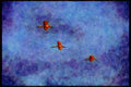 Wild Birds 008112 Roseate Spoonbills In Flight A4 Limited Edition Watercolour Print